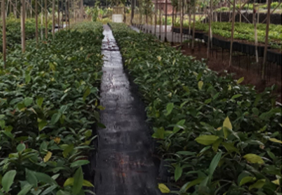 Cheerakuzhy Agro Developers