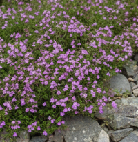 Ground Covers & Carpet Plants