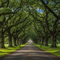 Shade & Avenue Trees