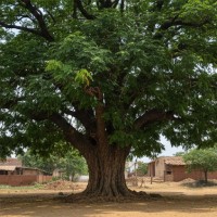 Shade & Avenue Trees