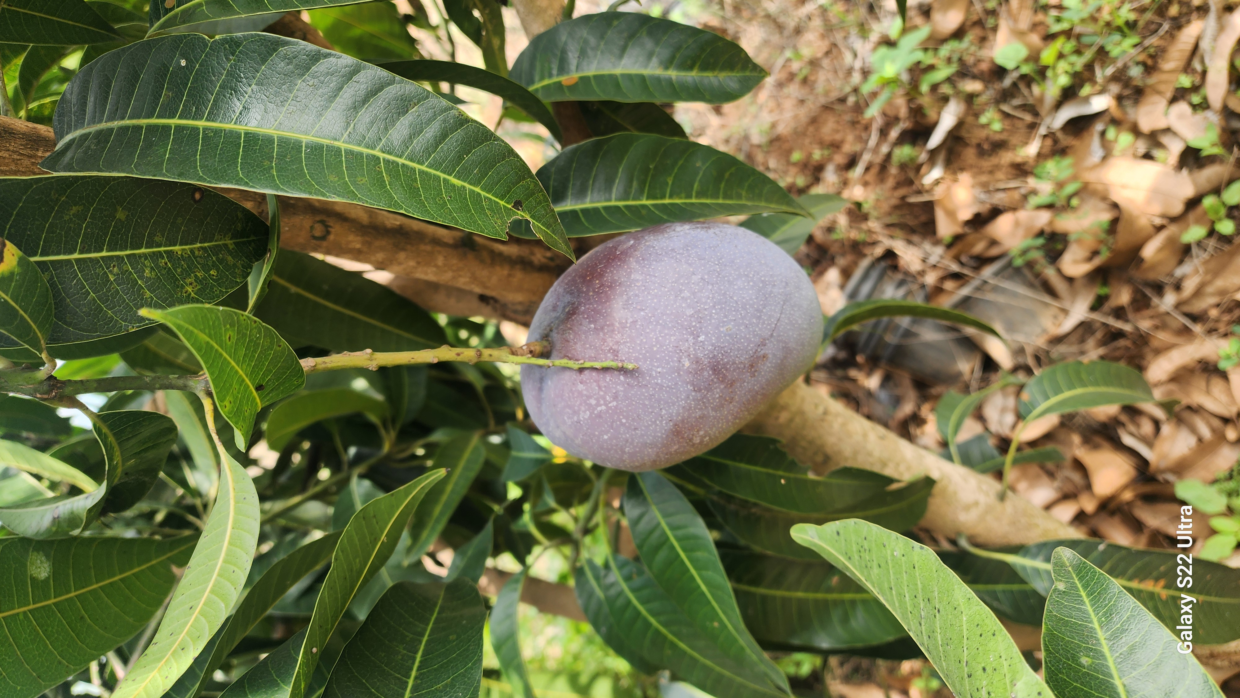 horticulture Nursery