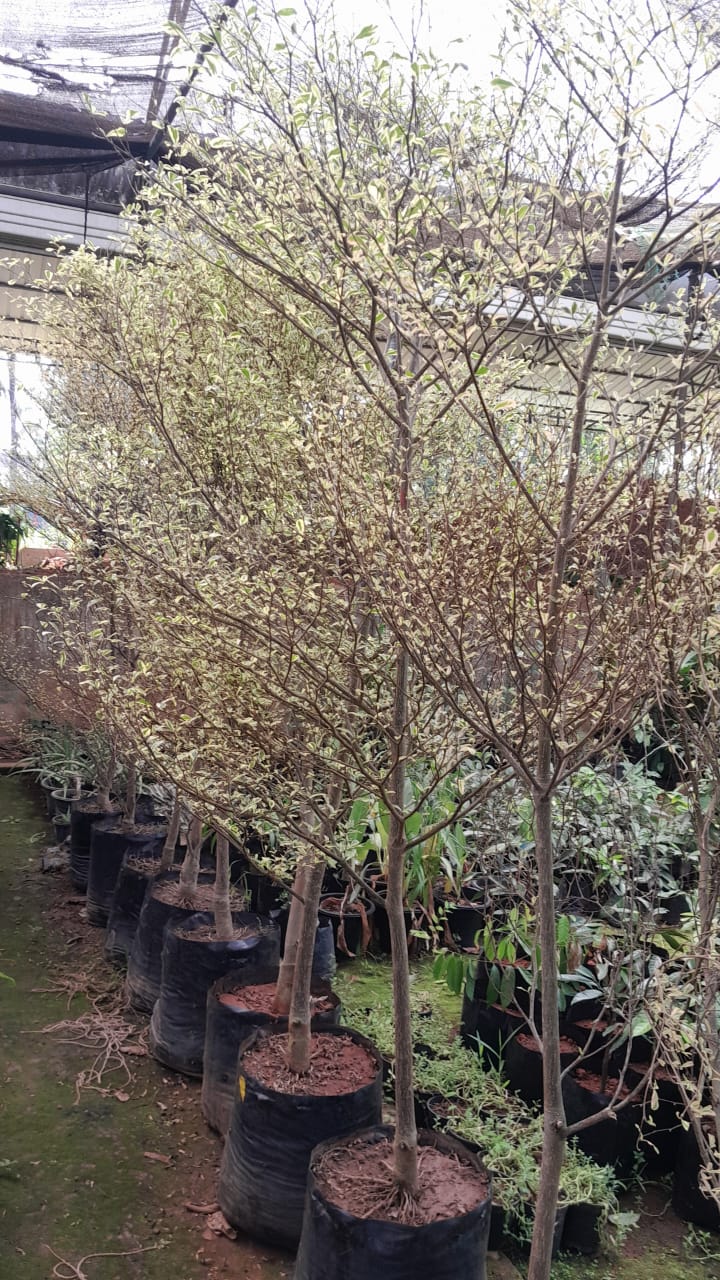 horticulture Nursery