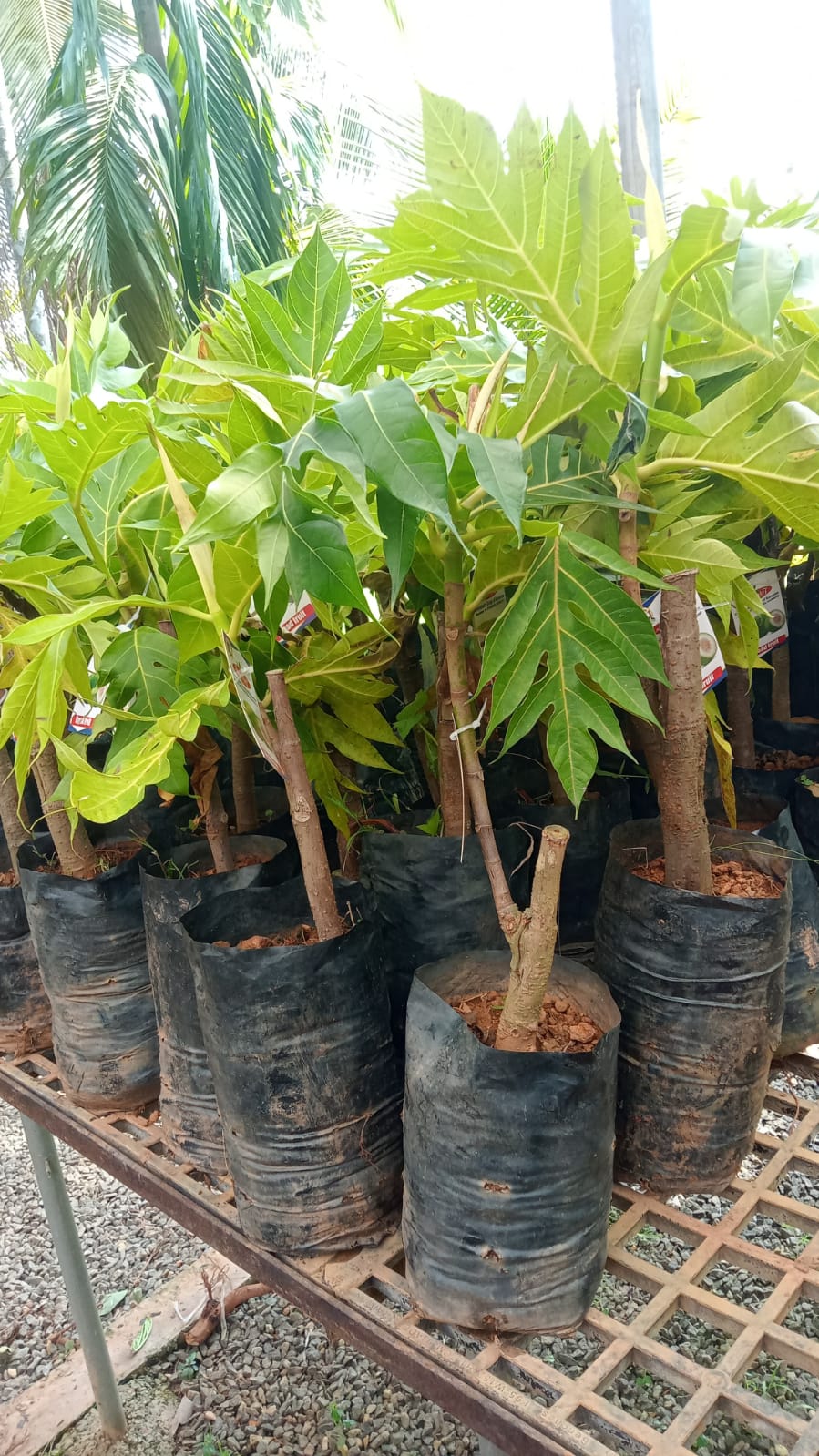 horticulture Nursery