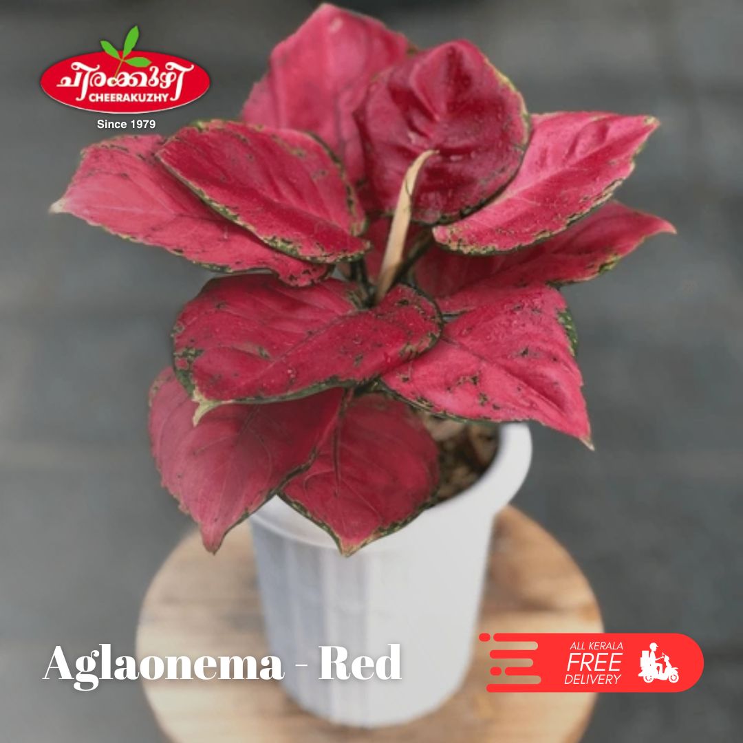 aglaonema - red