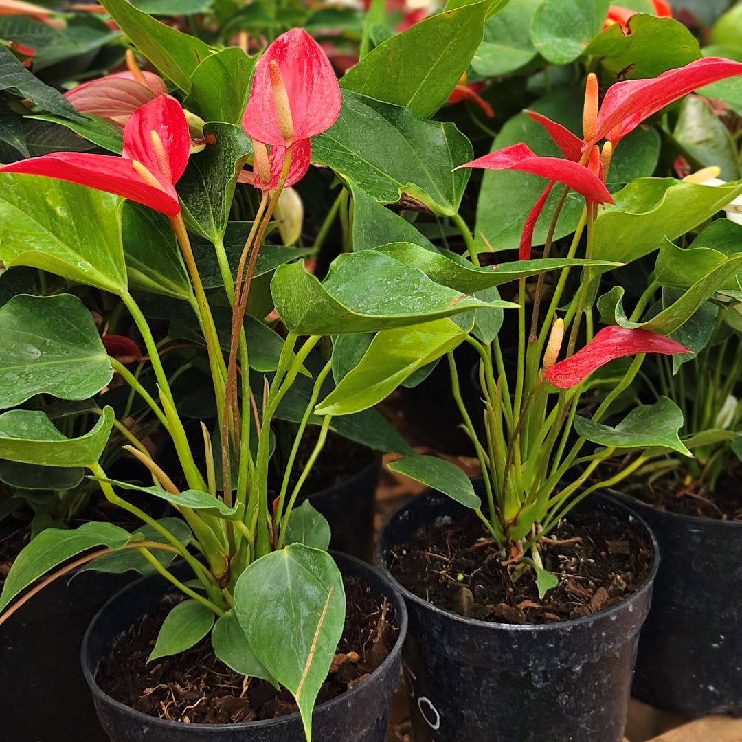 Anthurium