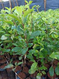 Apple Dorsett Golden