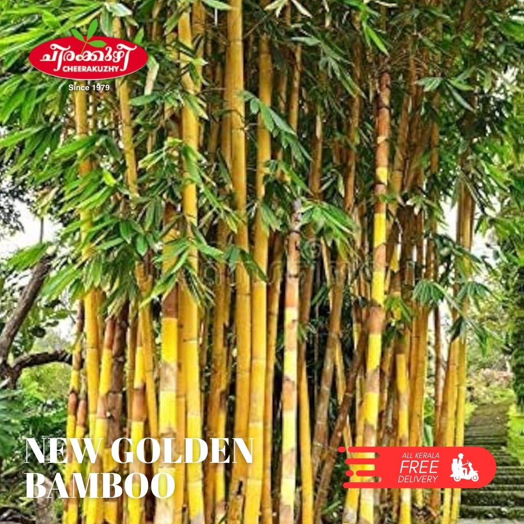 bamboo - new golden