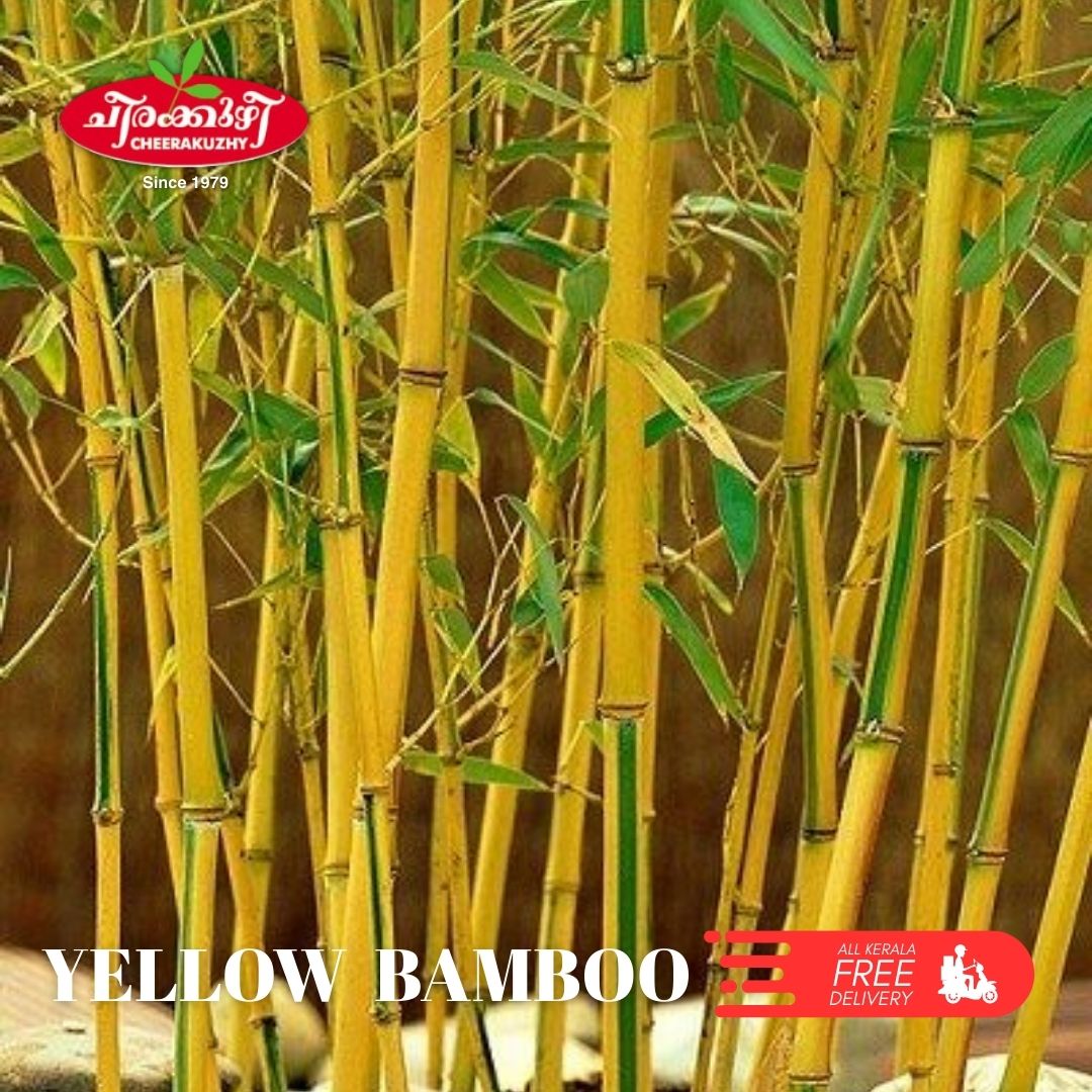 bamboo - yellow (normal)