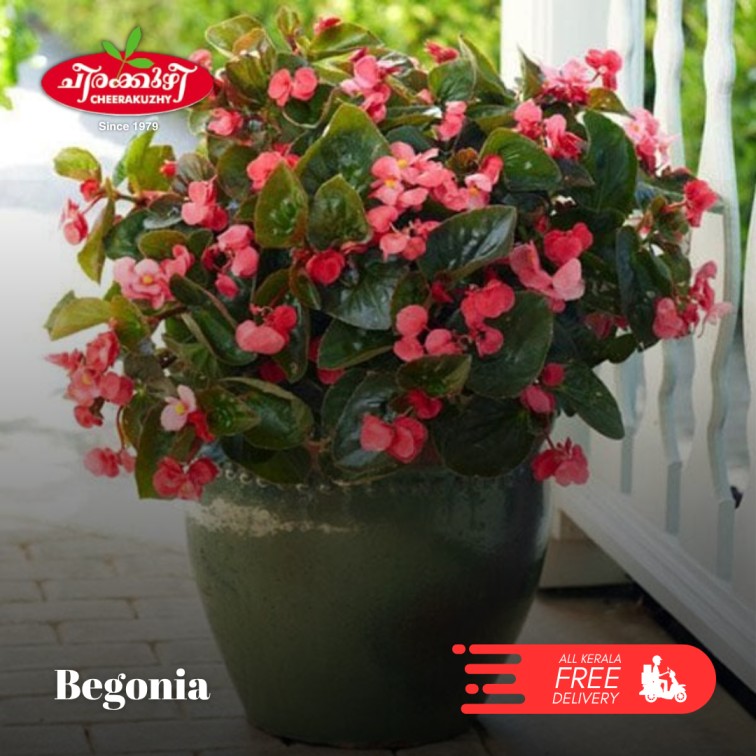 Begonia