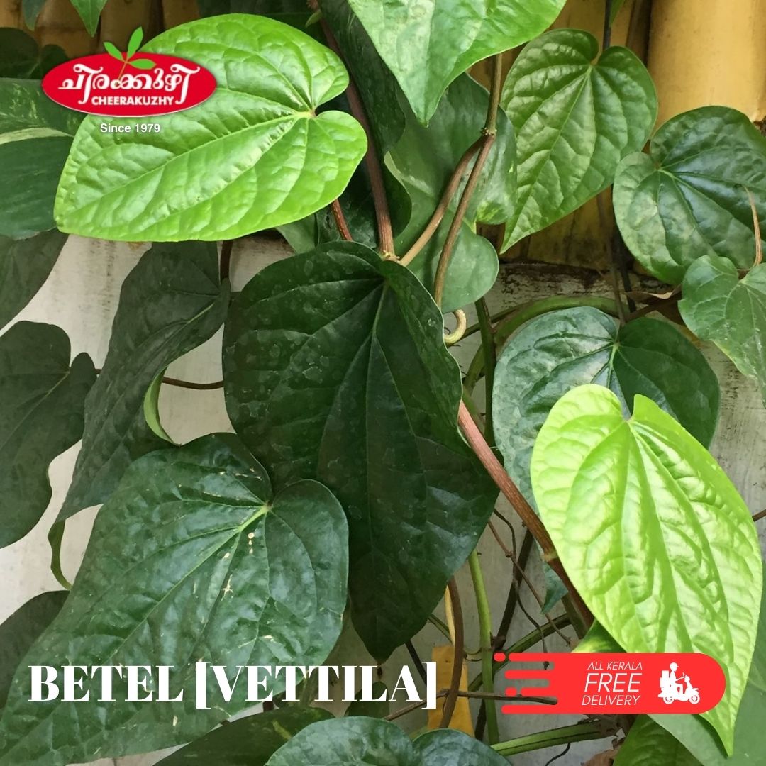 betel (vettila)
