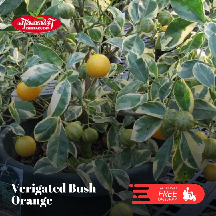 Bush Orange - Variegated