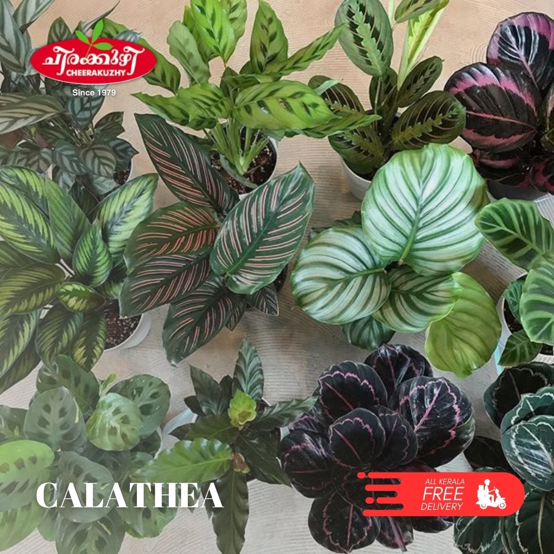 calathea