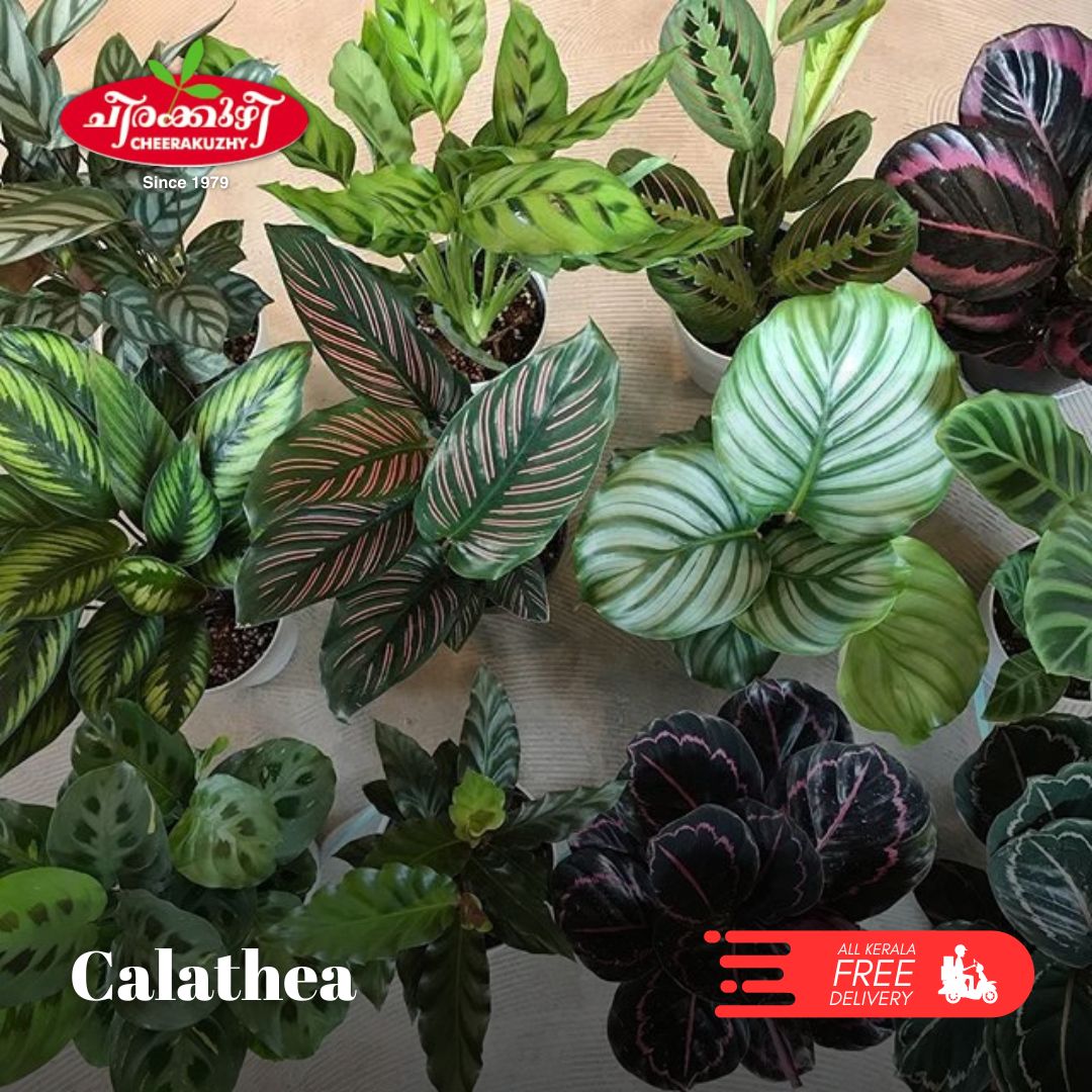 Calathea