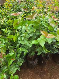 Cherry Suriname Cherry Black