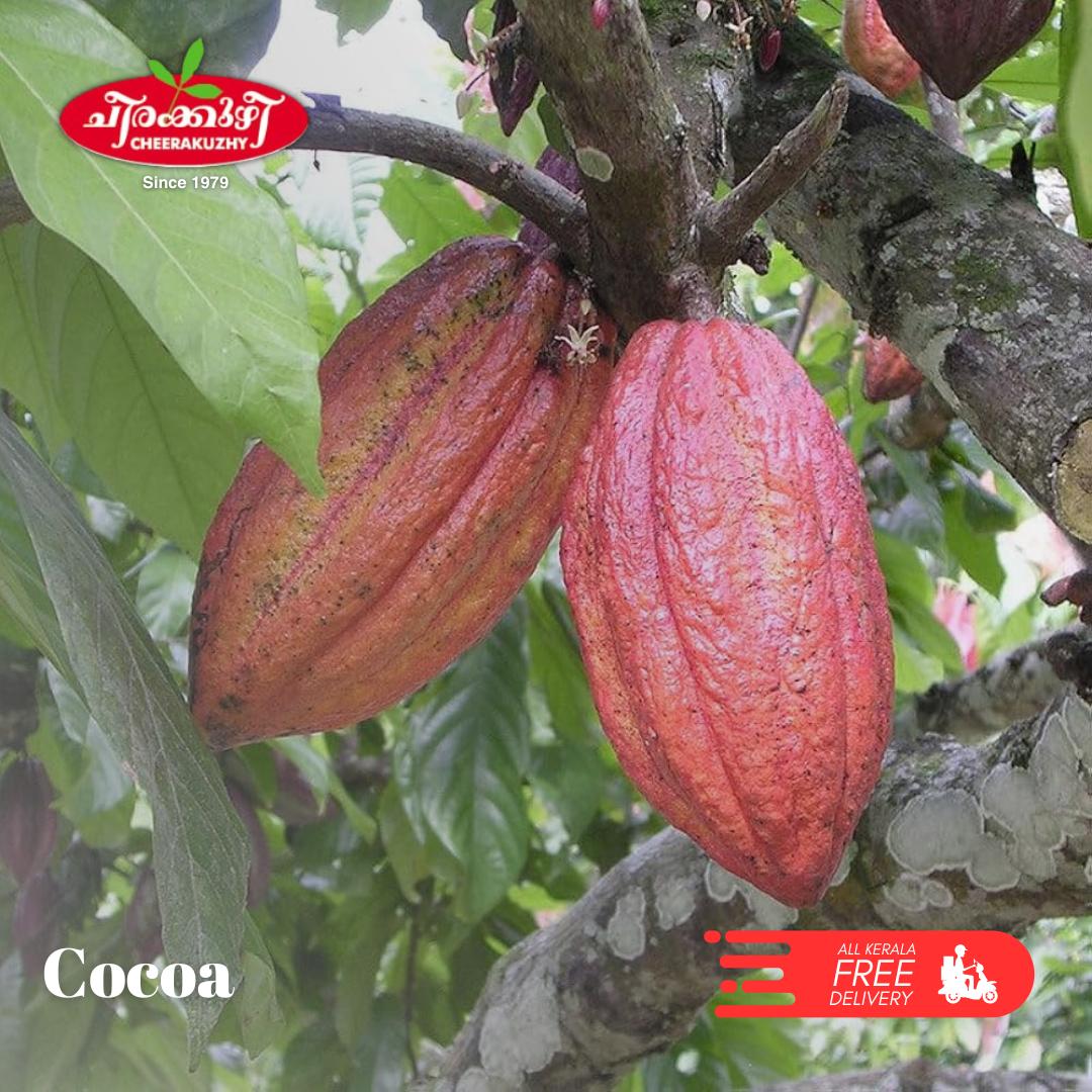 cocoa - seedling