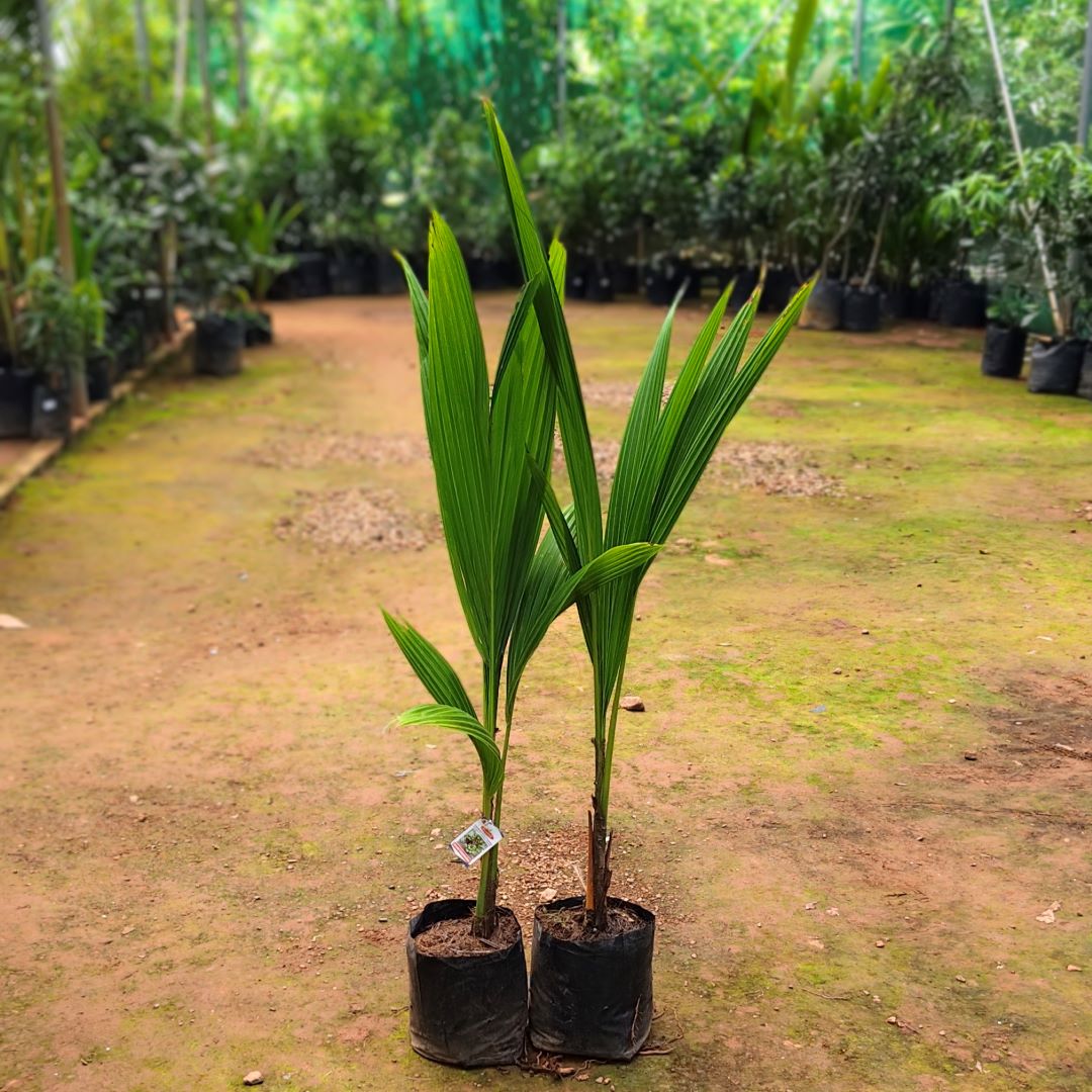 Coconut - Gangabondam