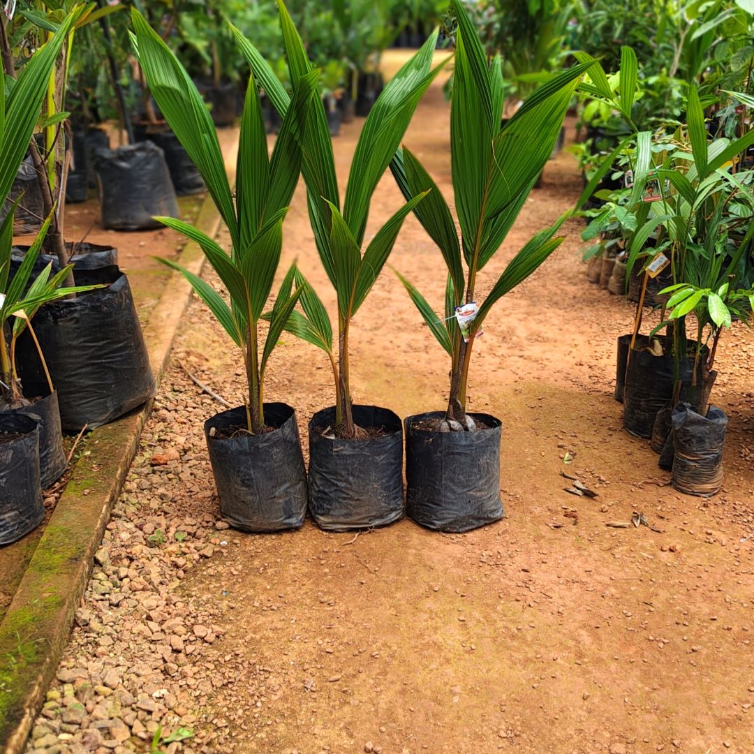 Coconut – Kerasree [hybrid]