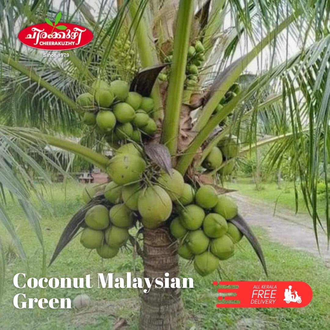 coconut - malaysian green