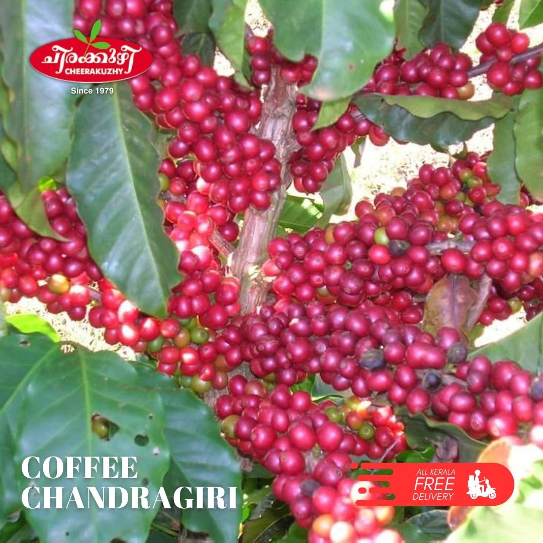 Coffee - Chandragiri