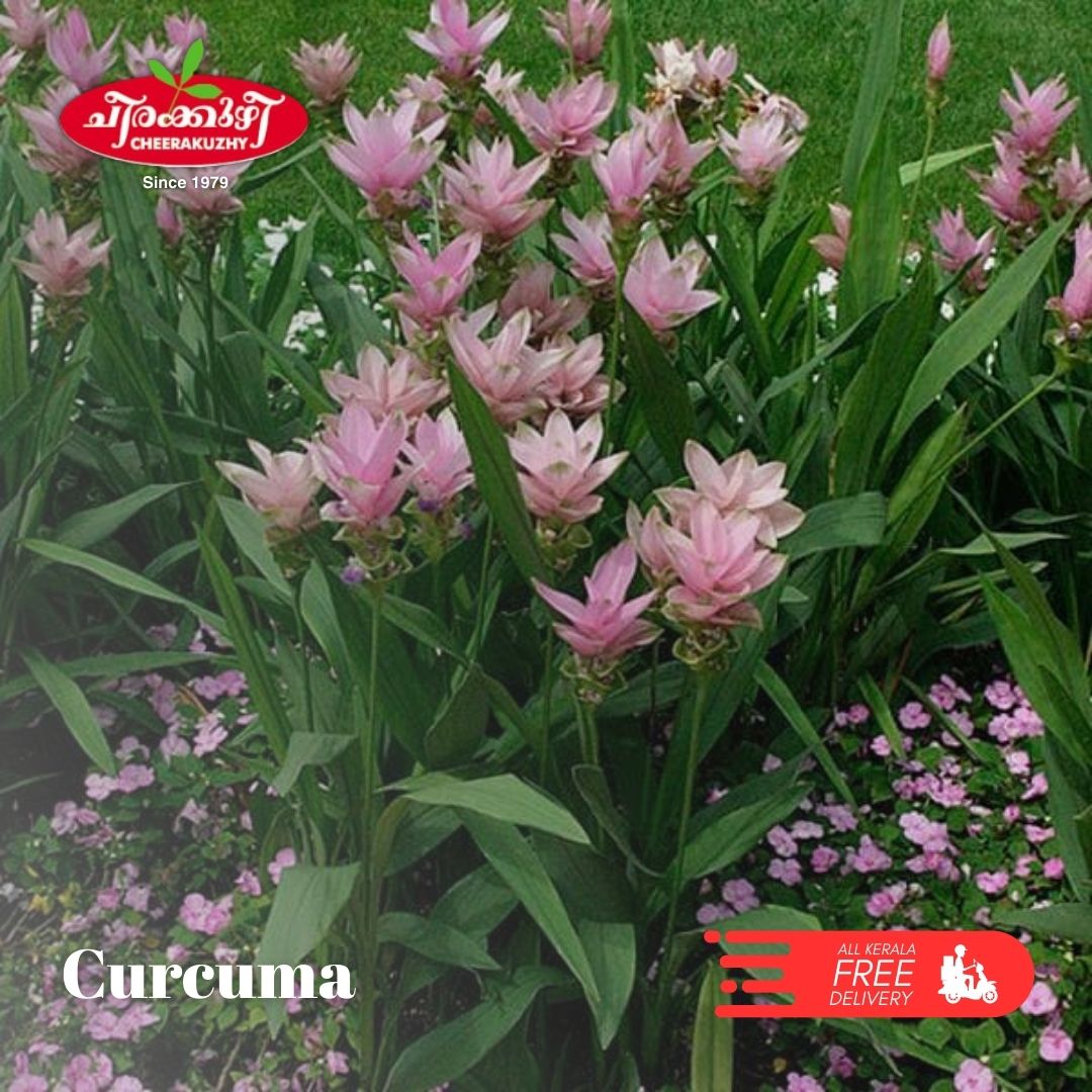 Curcuma