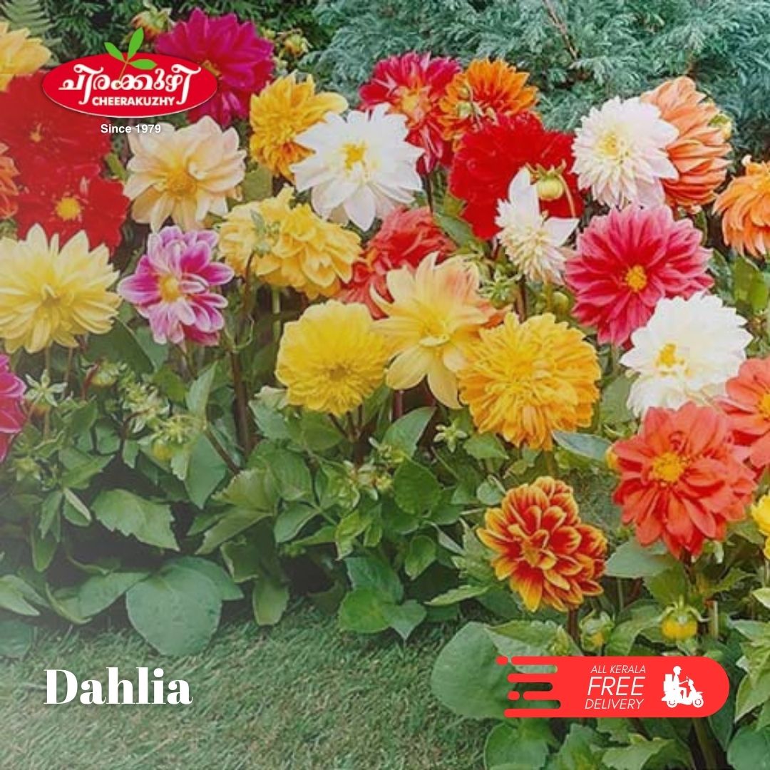 dahlia