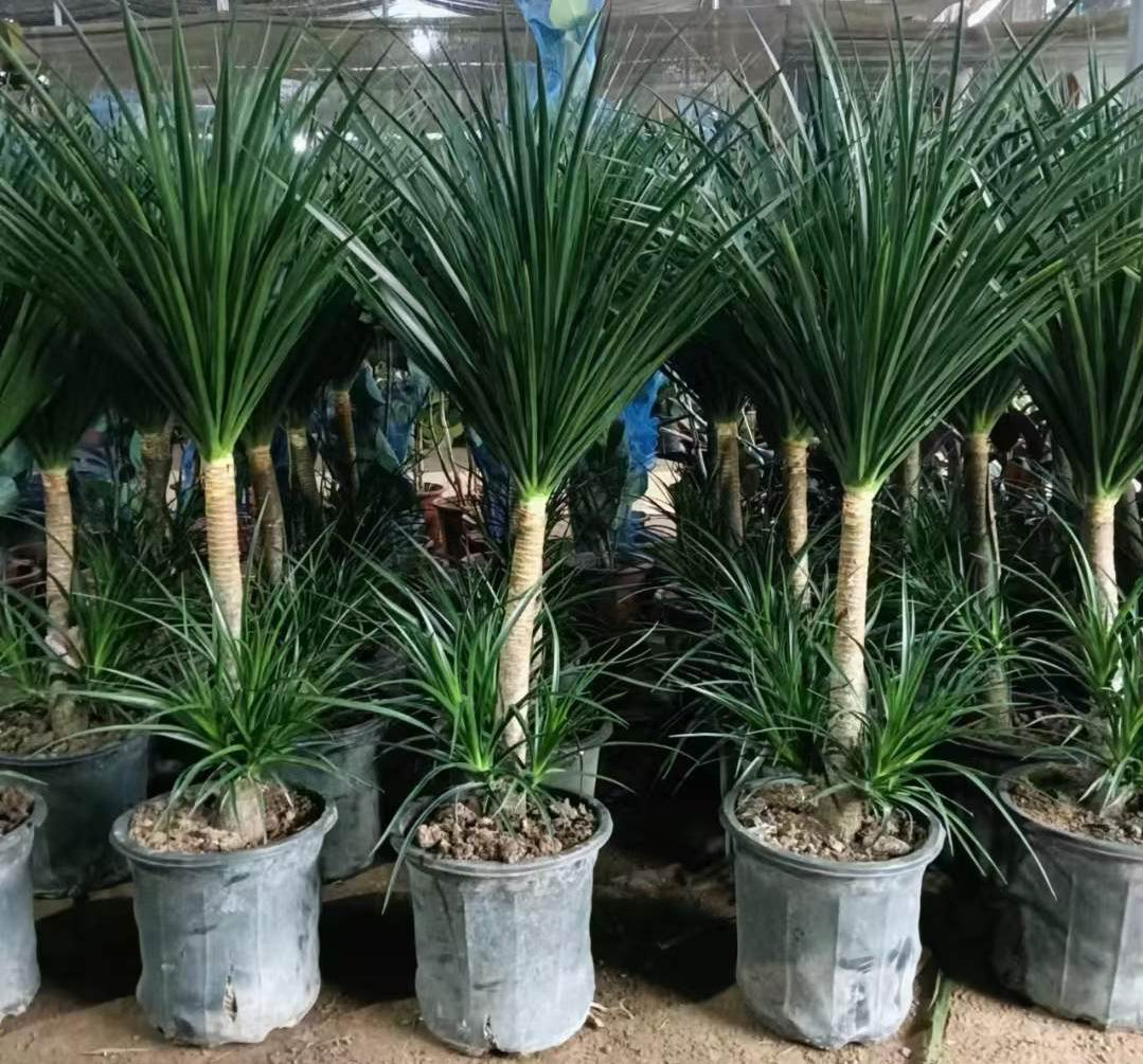 Dracaena Draco
