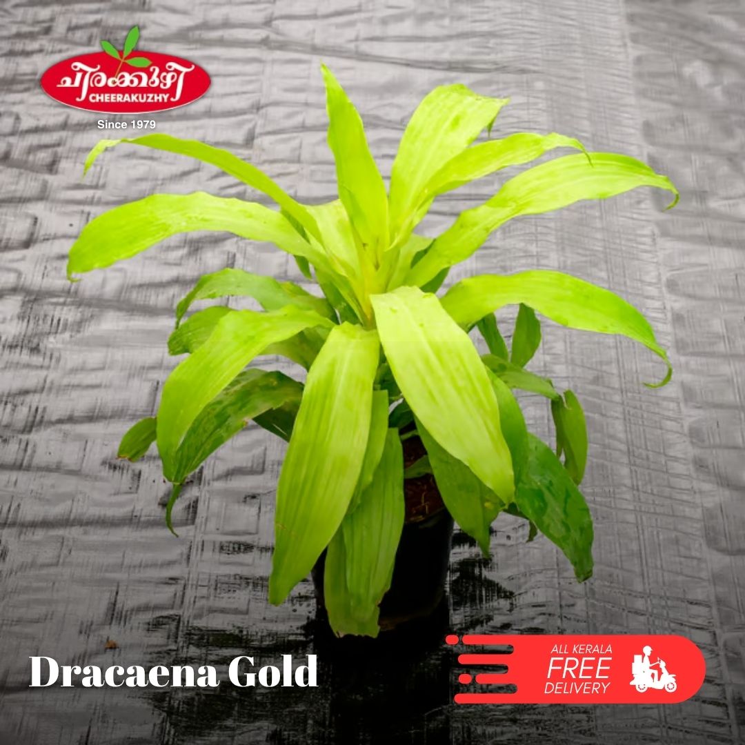 Dracaena - Gold