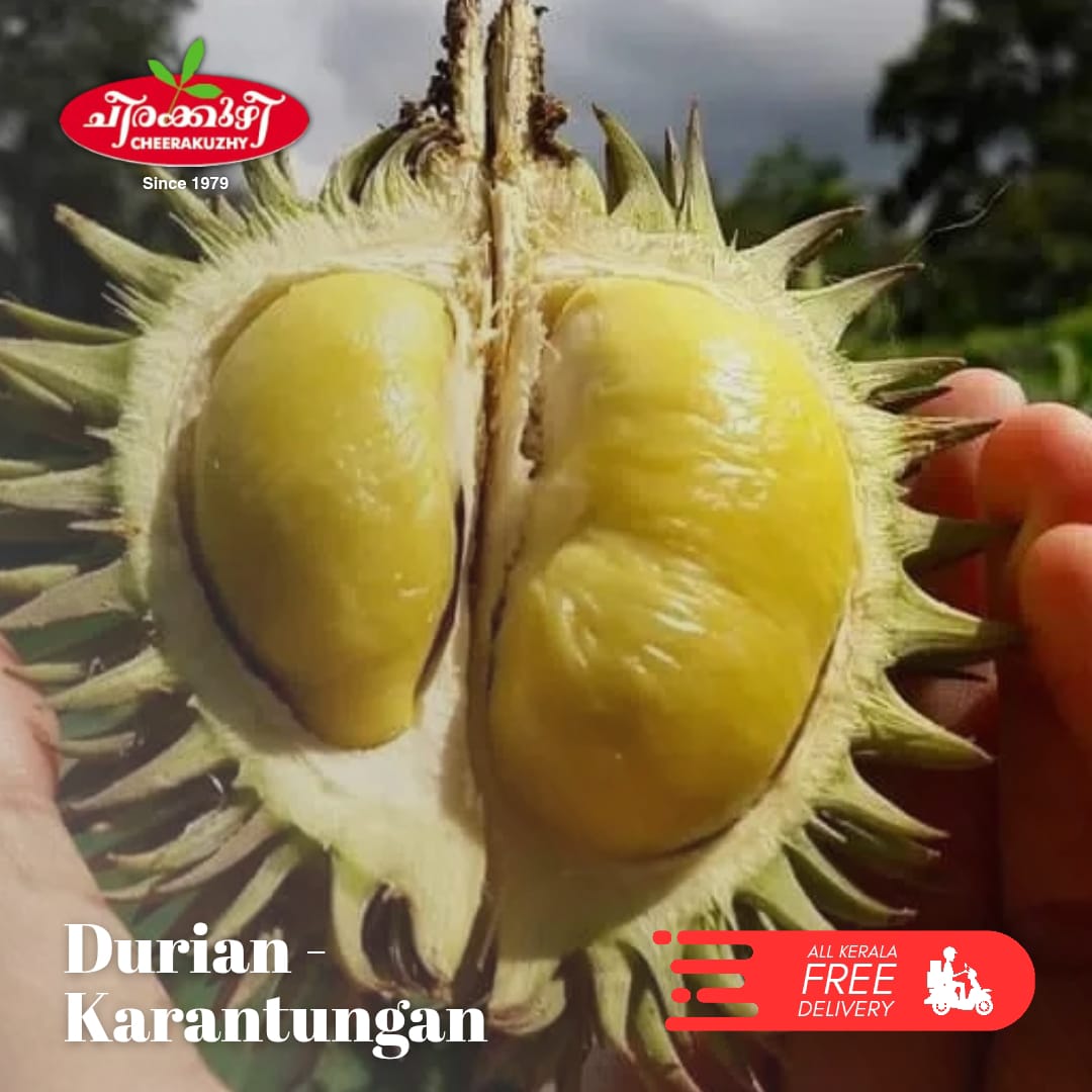 durian karatungan