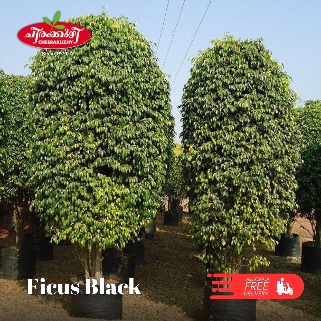 Ficus - Black
