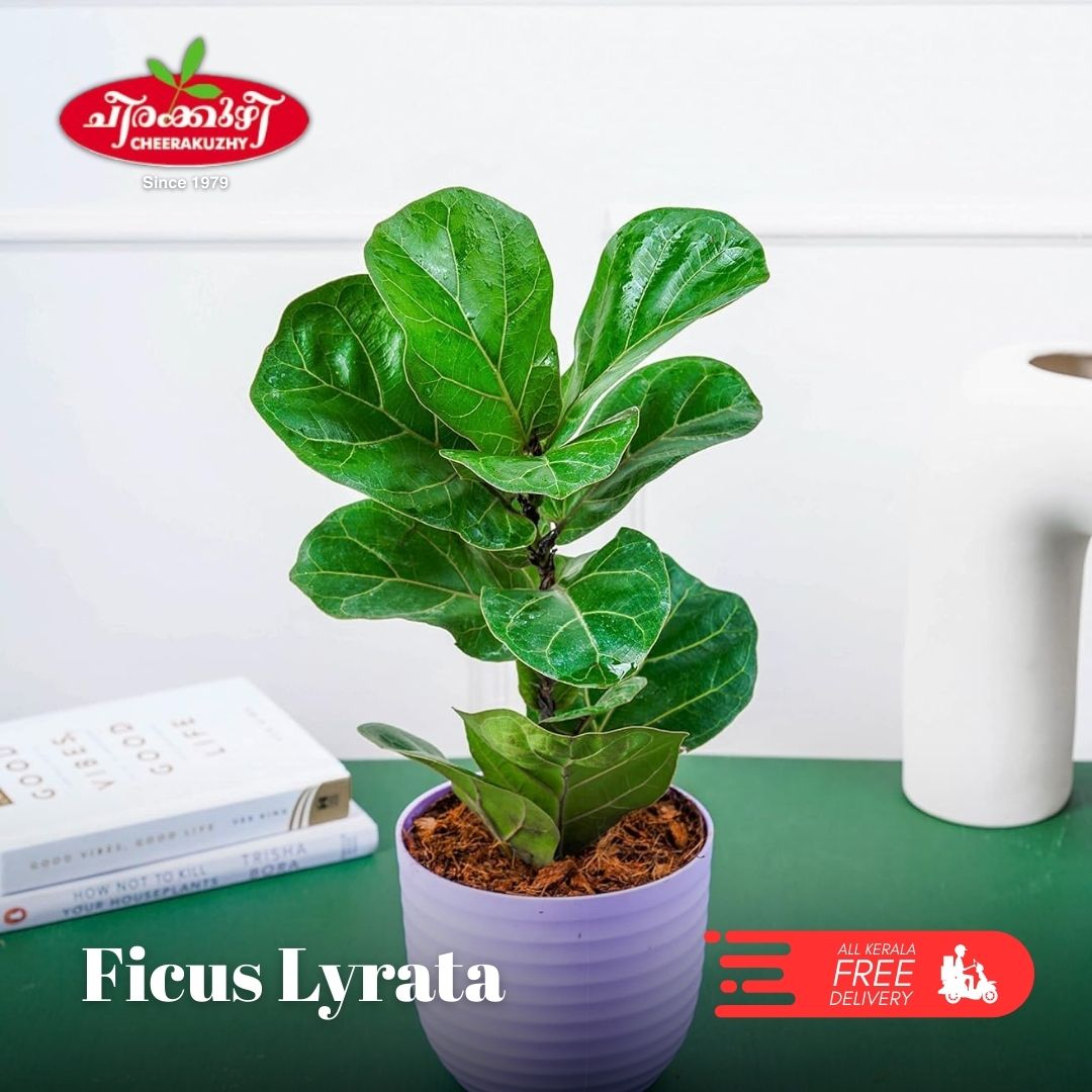 Ficus Lyrata