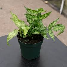 Golden Zebra Fern
