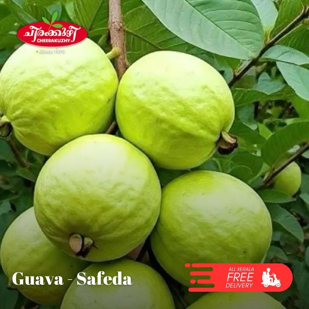 Guava Safedha