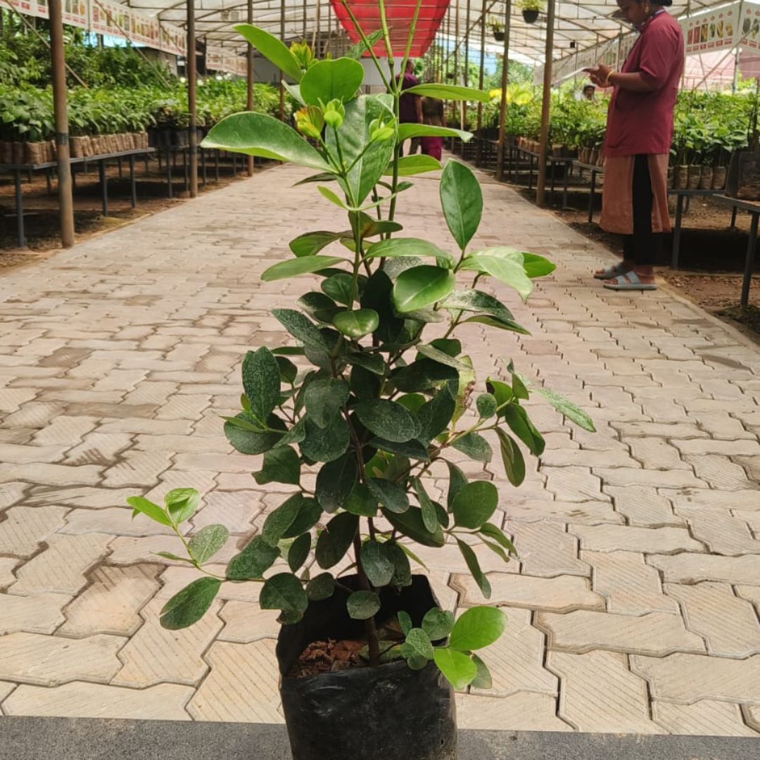 Guava Strawberry