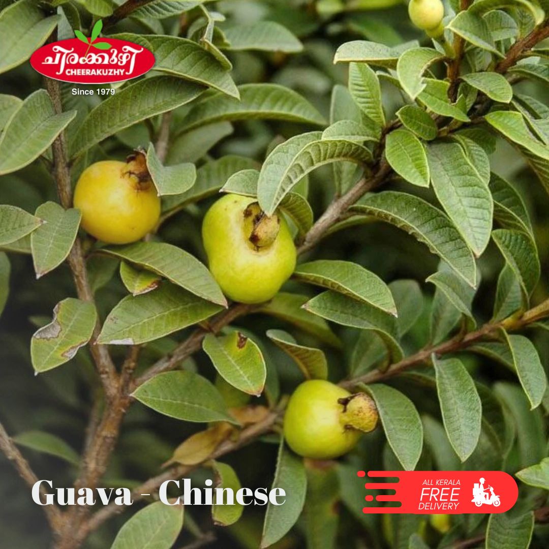 guava chinese