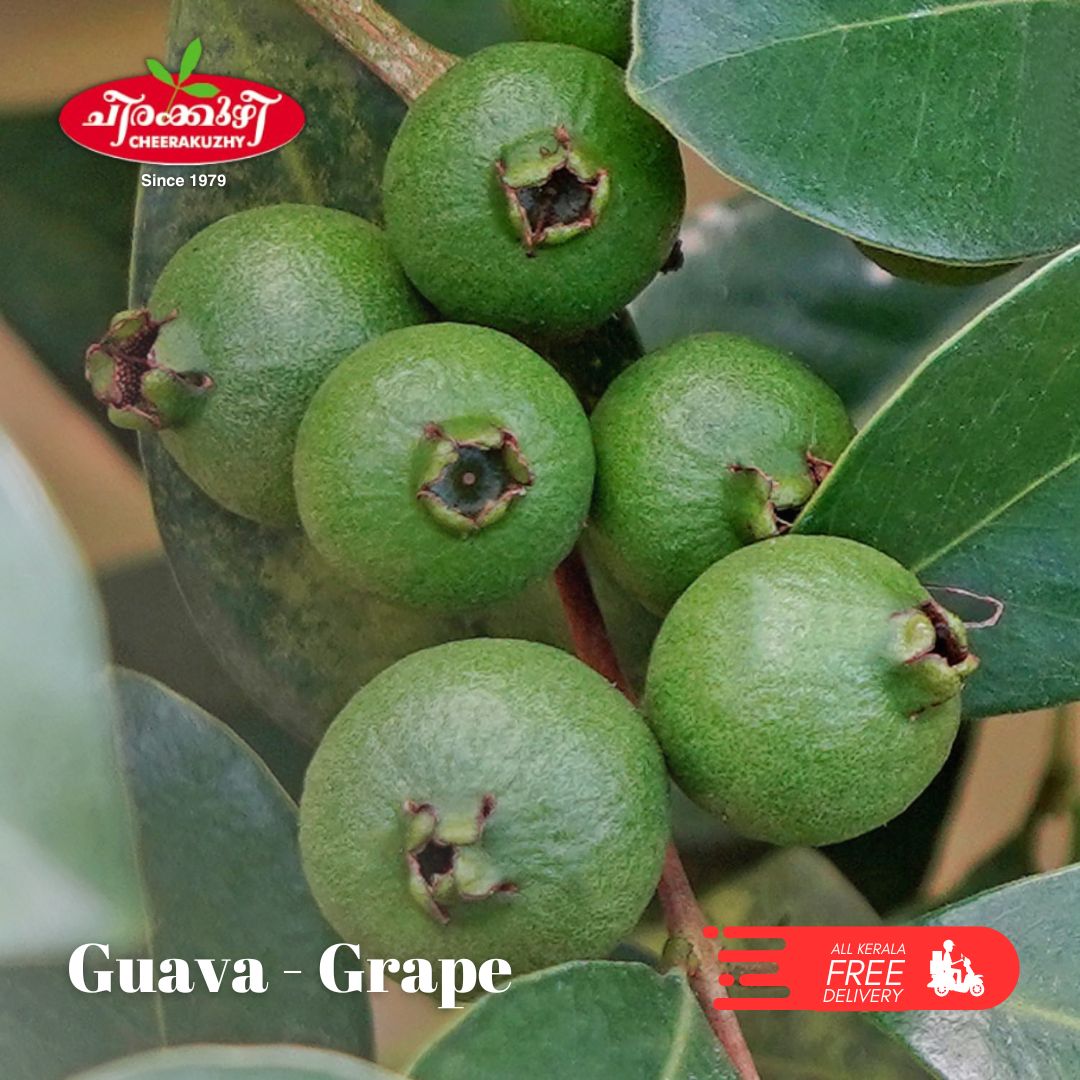 guava grape