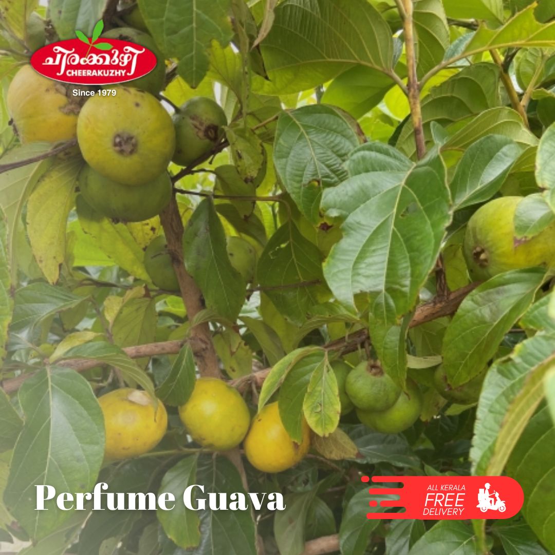 guava perfume