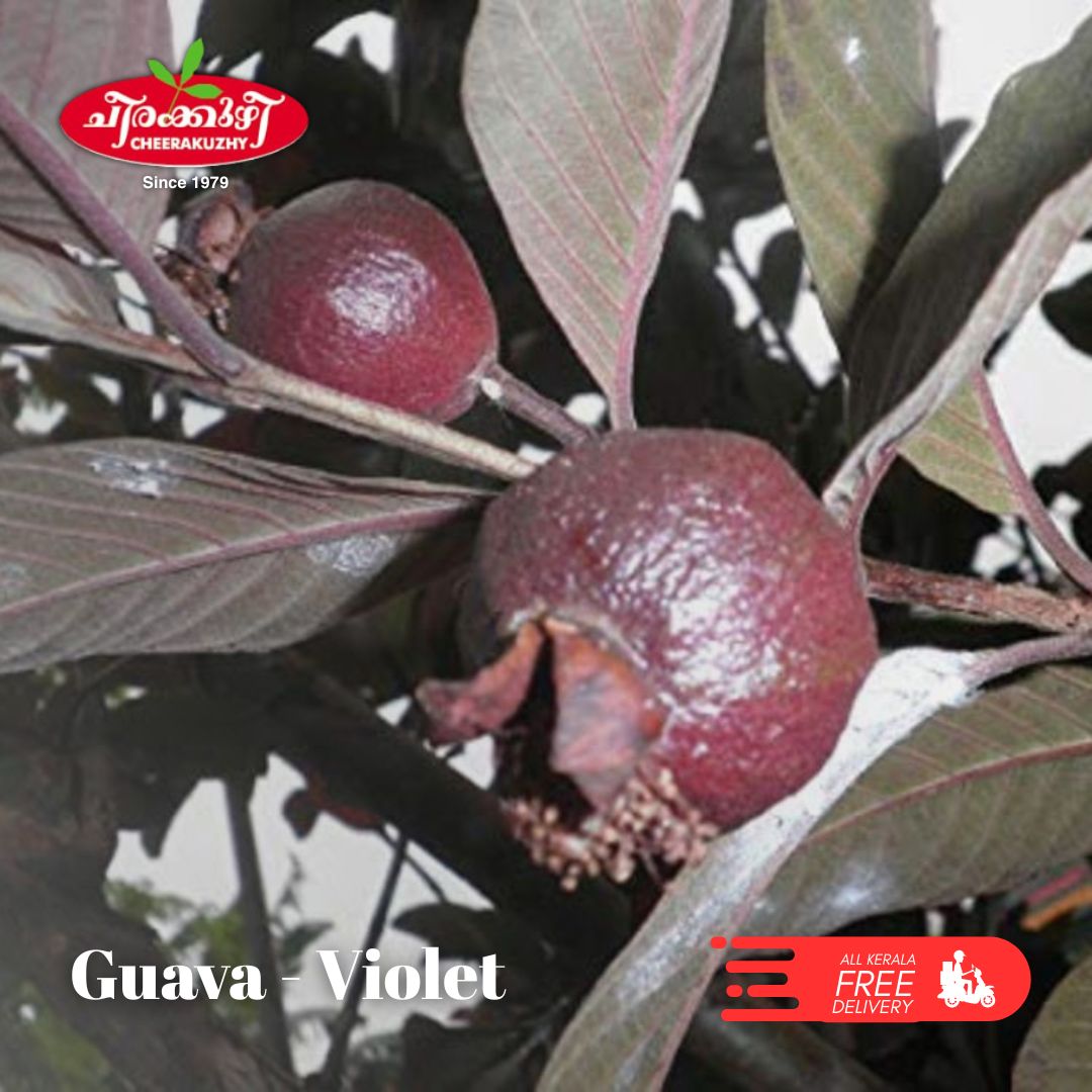 guava violet