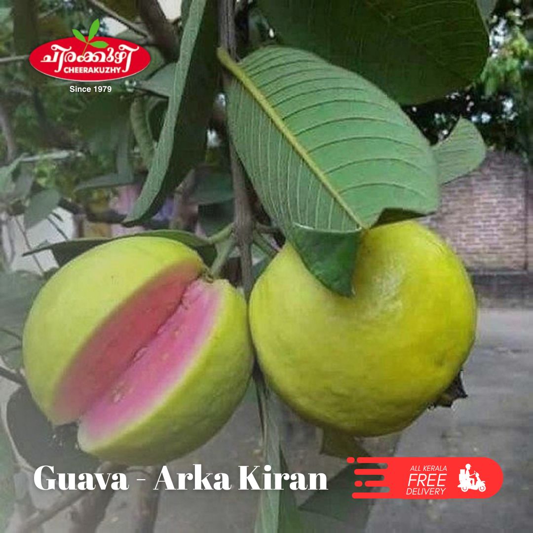 guava r k kiran