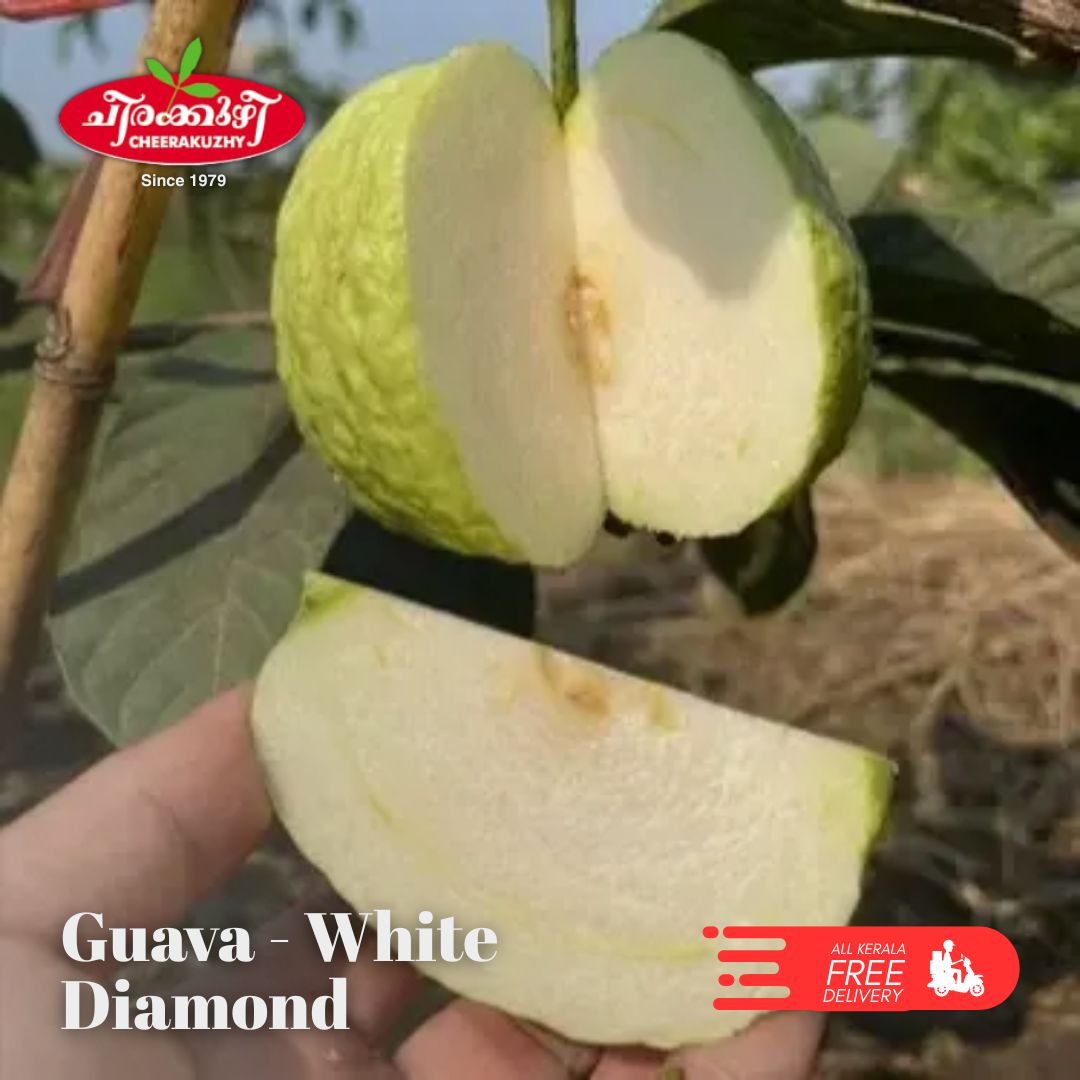 guava white diamond