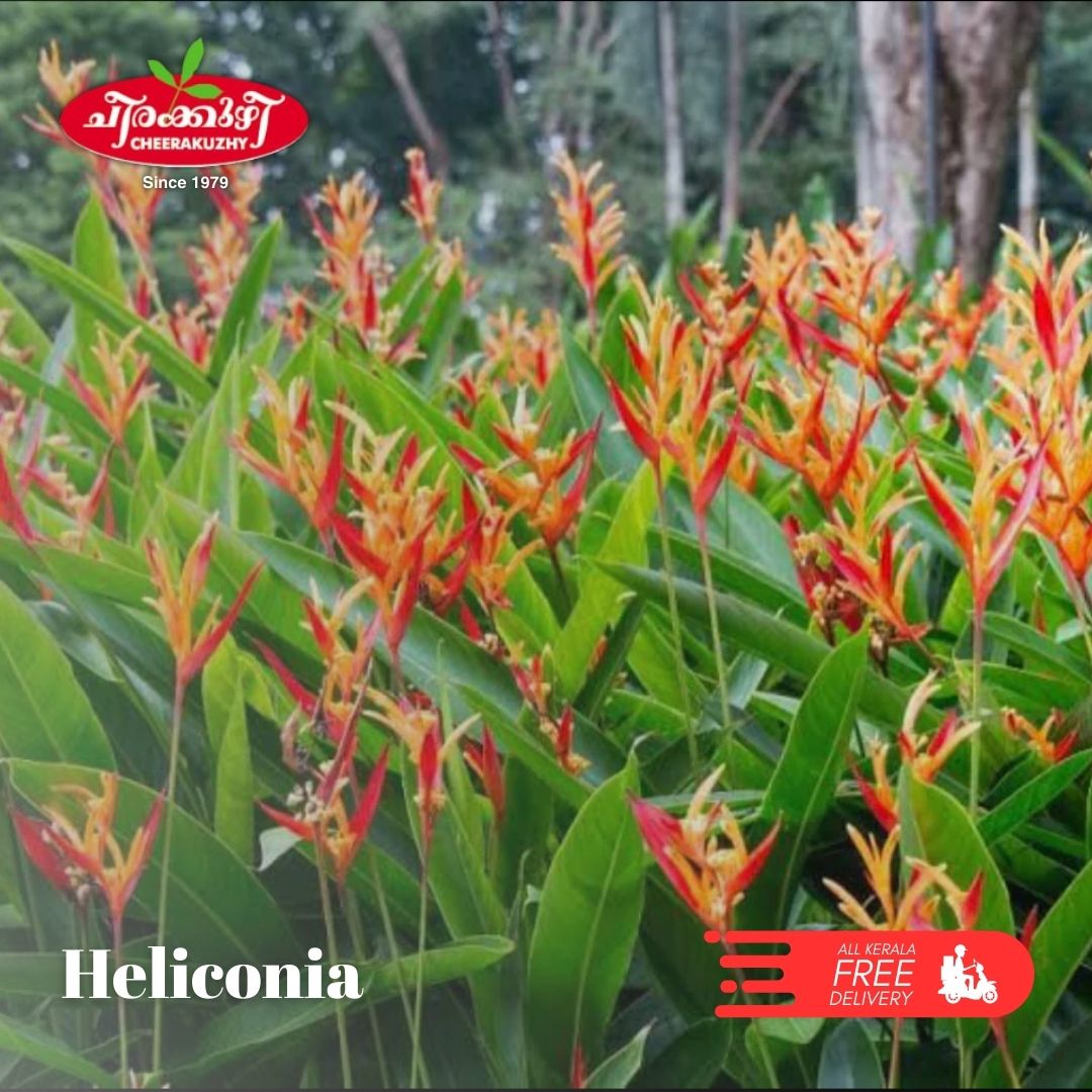 heliconia
