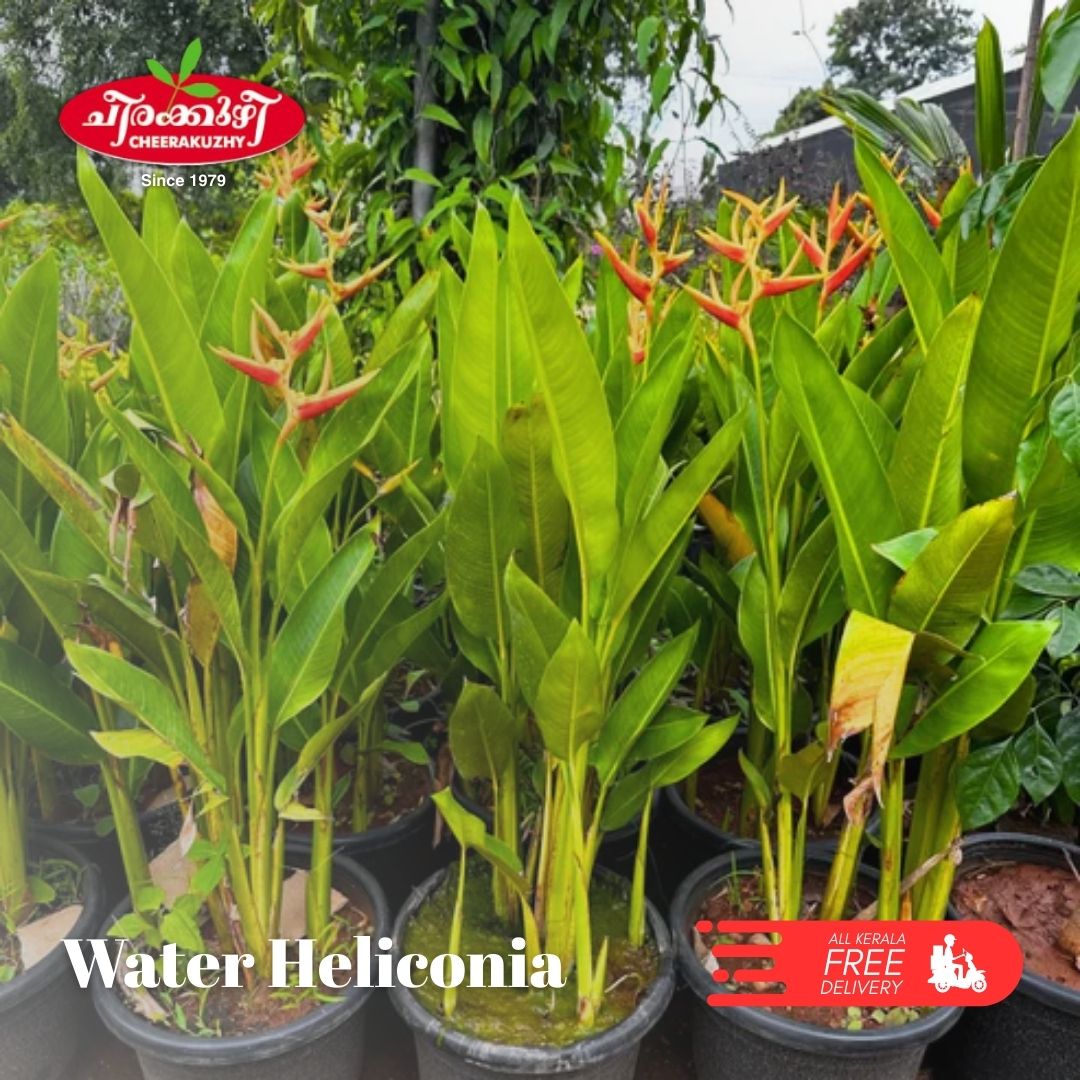 Heliconia - Water