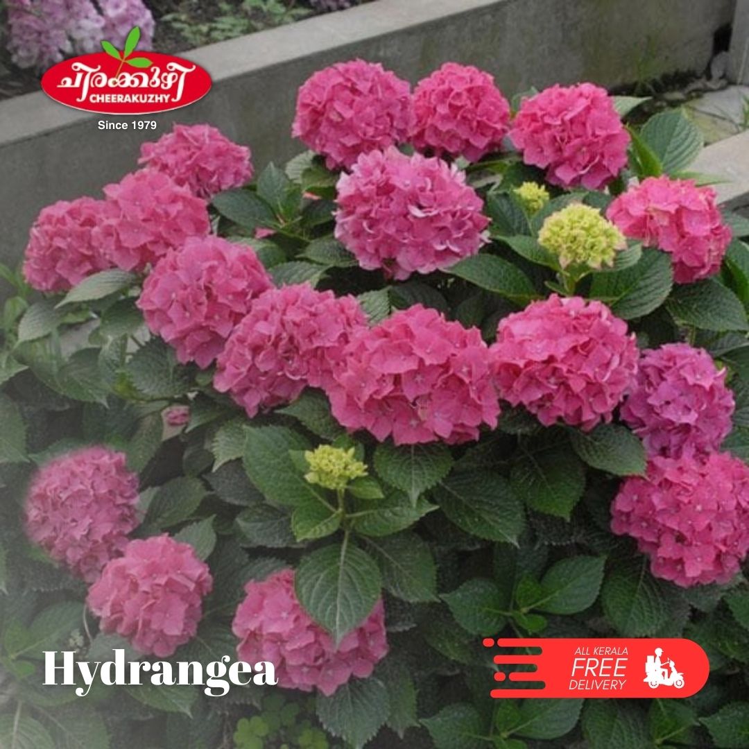 hydrangea