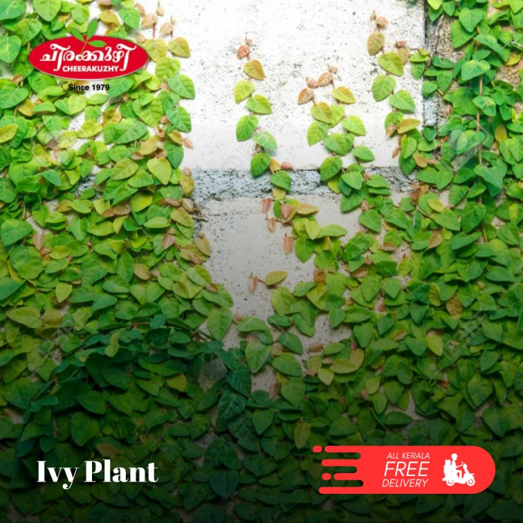 Ivy Plant