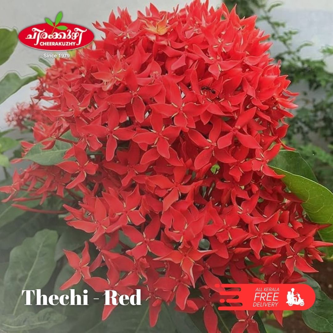 ixora - red (thechi)