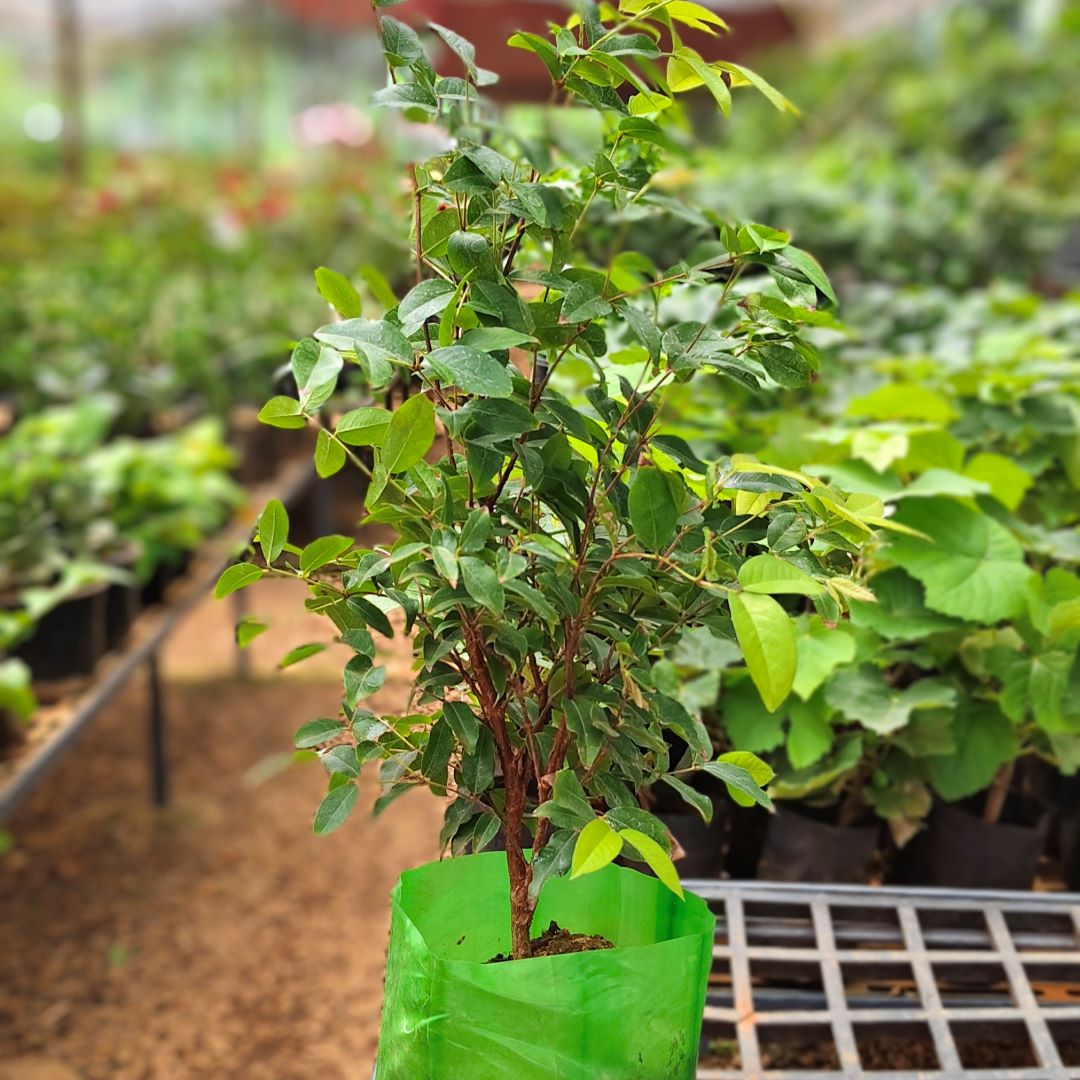Jabotticaba - Red Hybrid