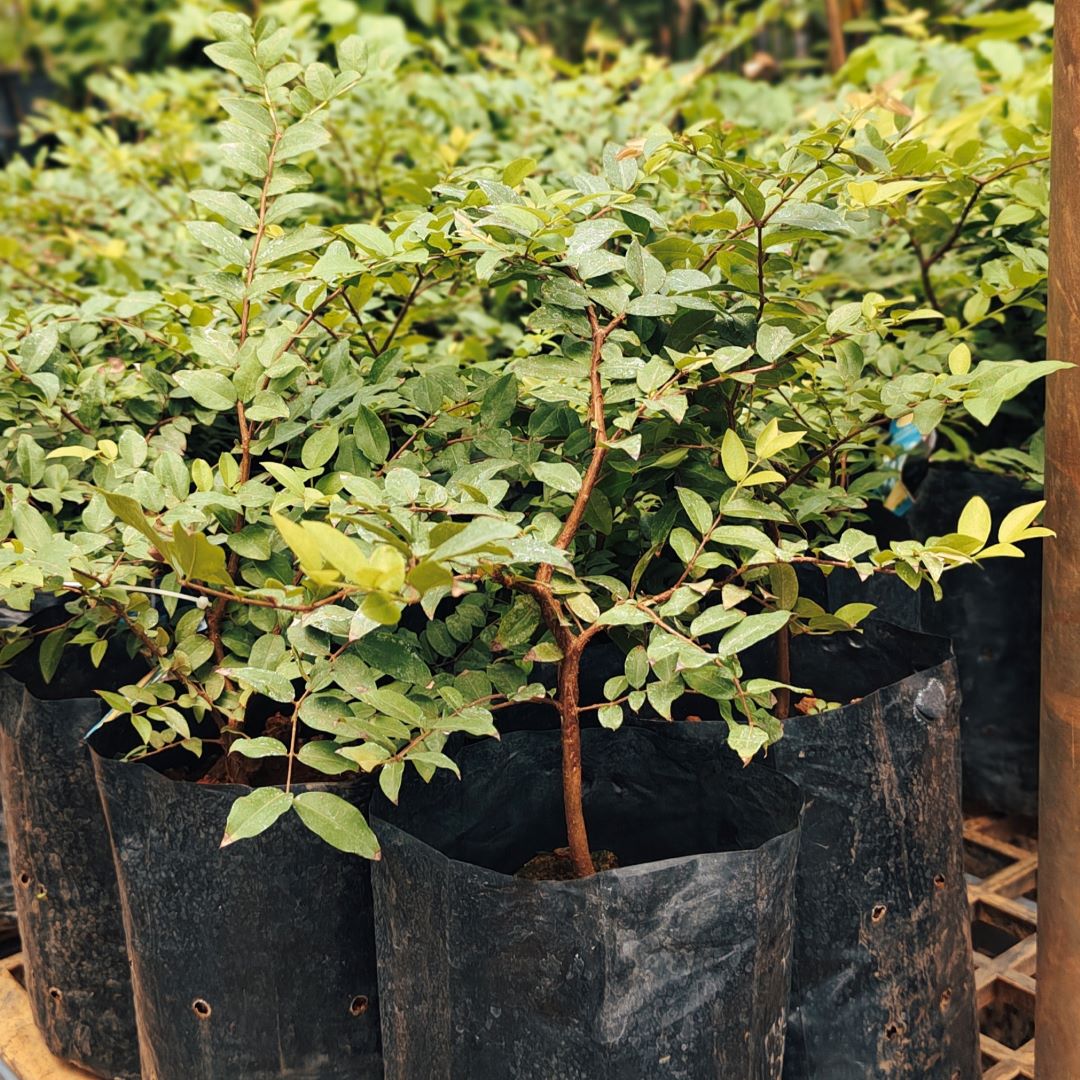 Jabotticaba - Sabara