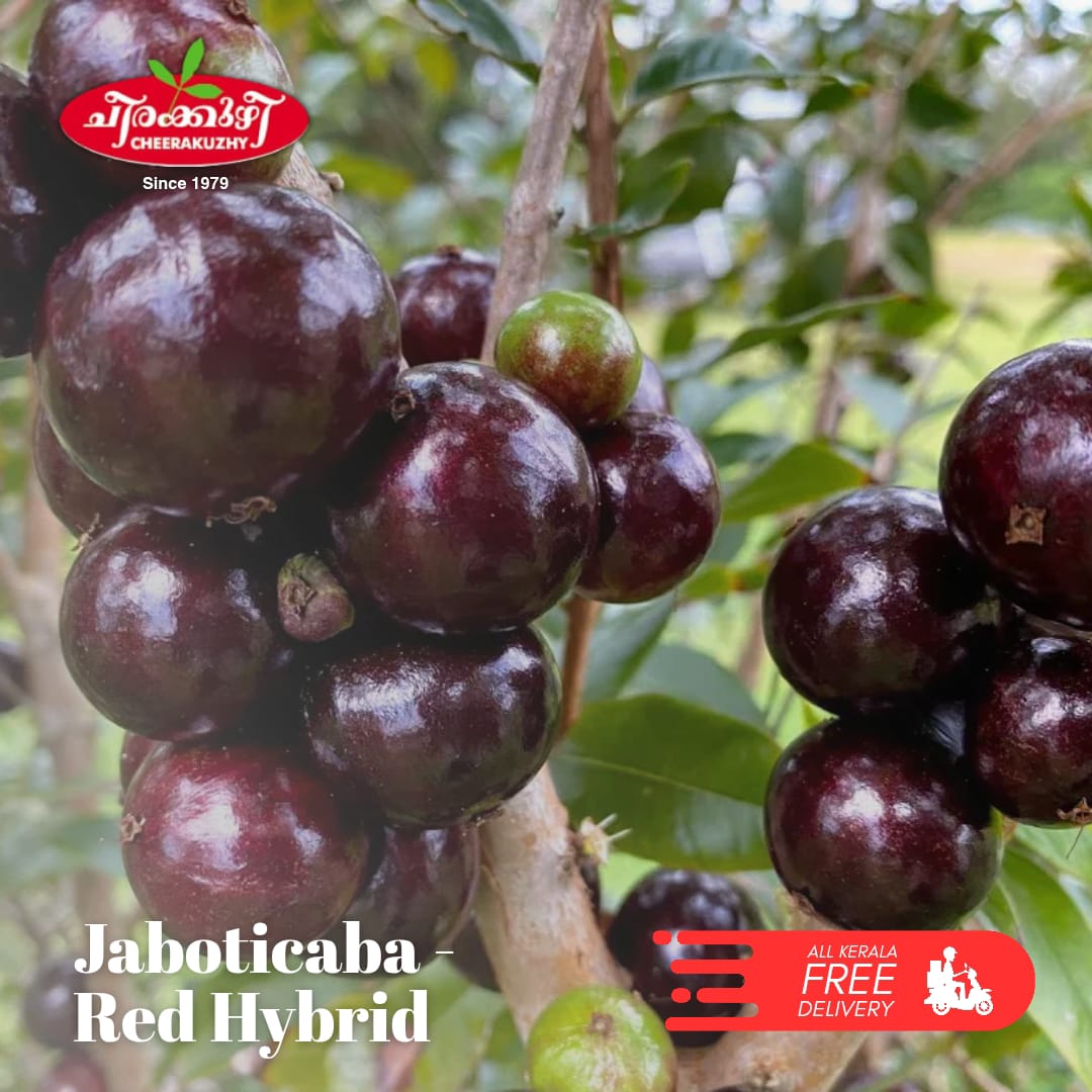 jabotticaba red hybrid