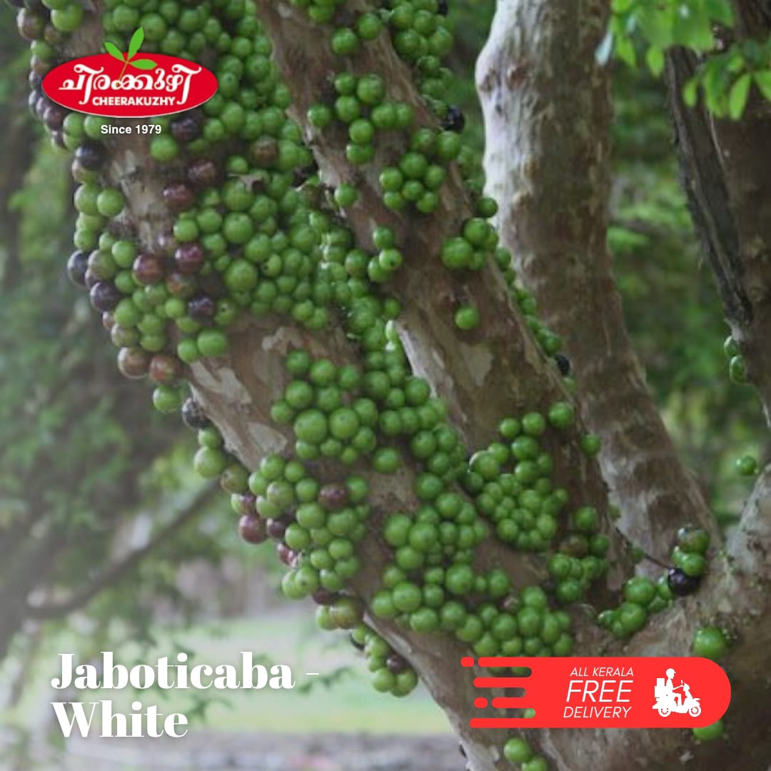 jabotticaba white