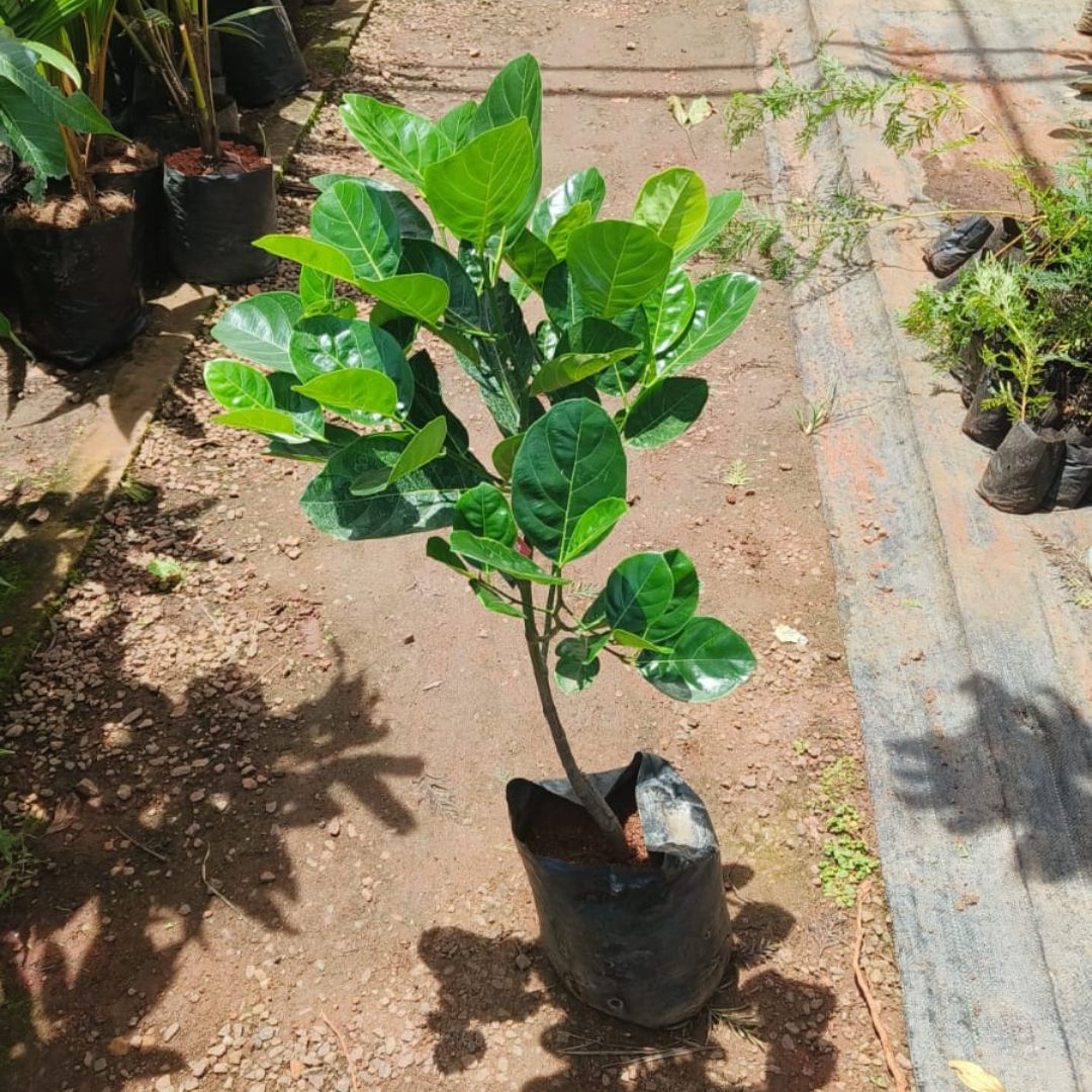 Jack Fruit - Cambodian Orange