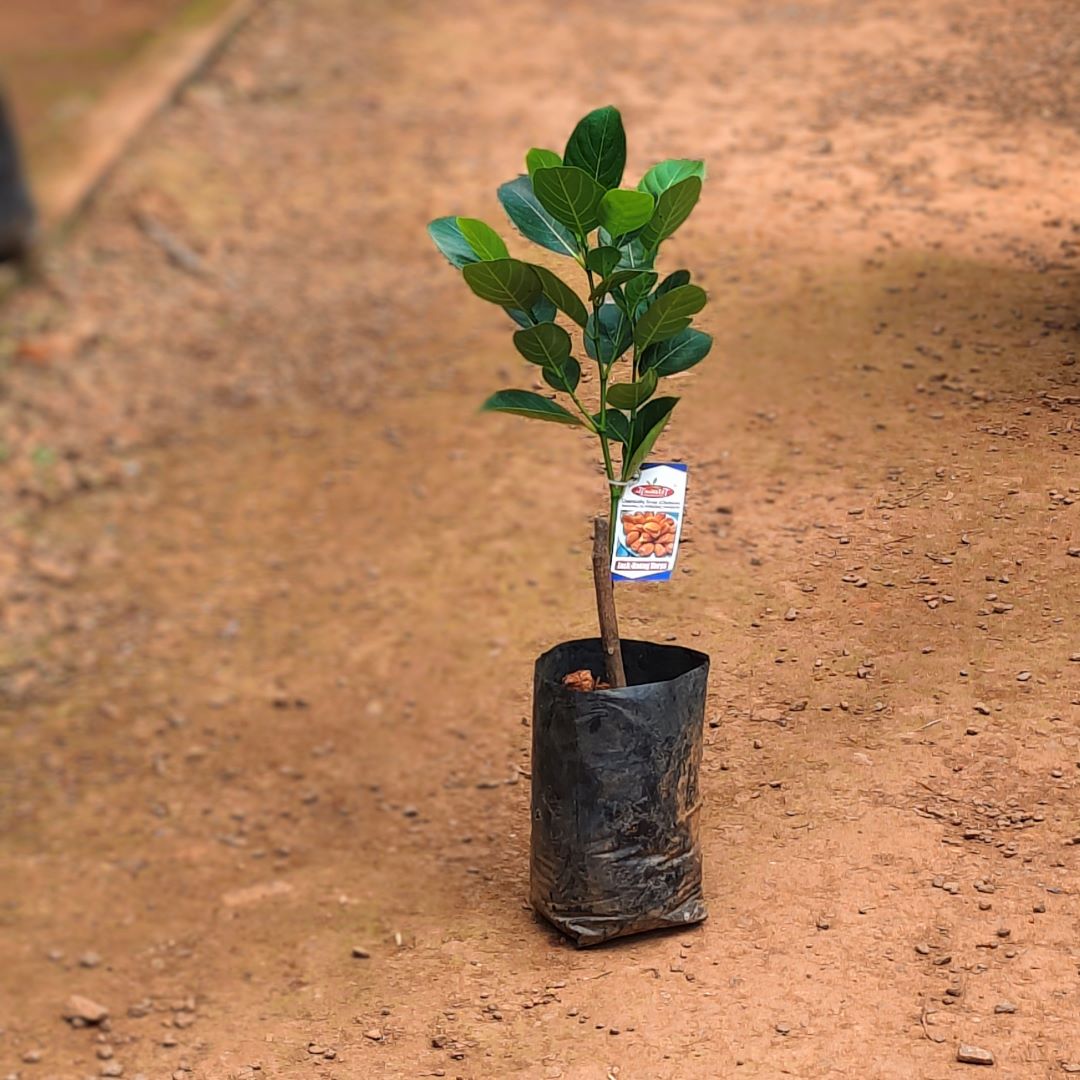 Jack Fruit - Daeng Surya